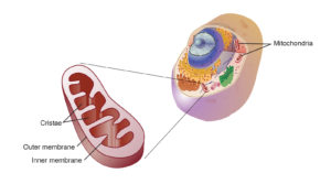 image of a mitochondrion